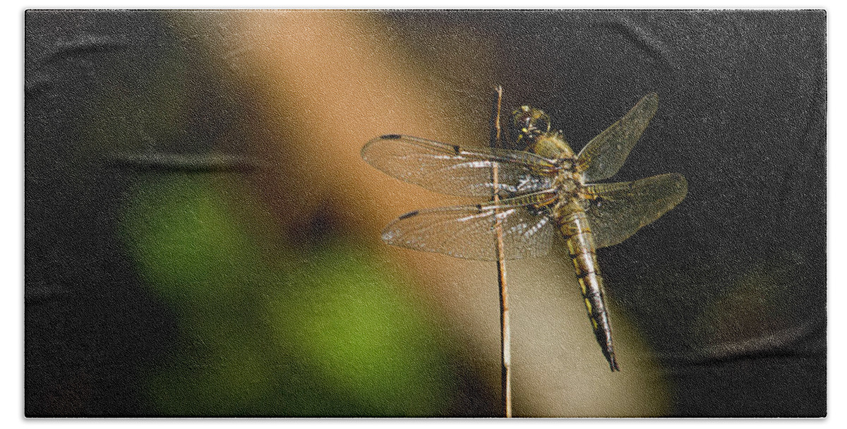 Dragonfly Bath Towel featuring the photograph Dragonfly #2 by Benjamin Dahl