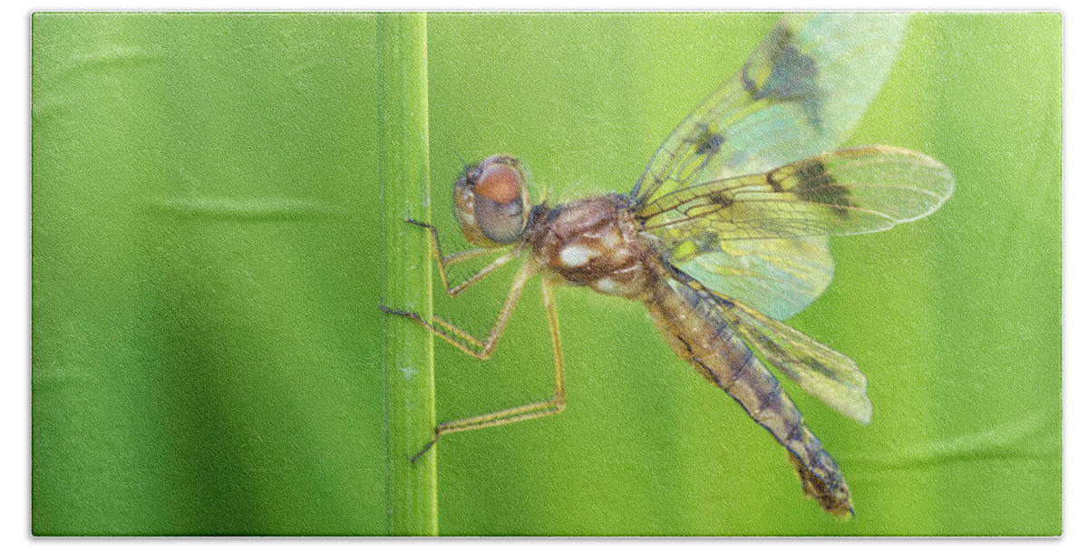 Perithemis Tenera Hand Towel featuring the photograph Eastern Amberwing #2 by Jim Zablotny