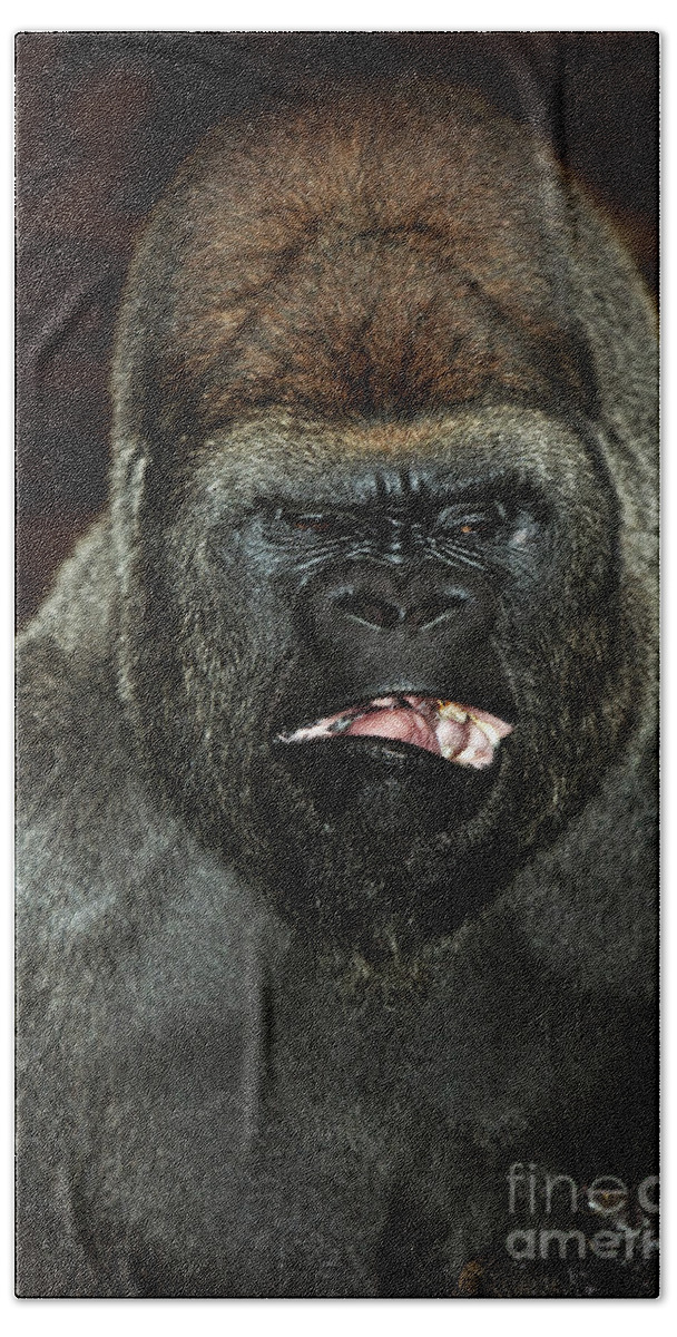 Adult Hand Towel featuring the photograph Eastern Lowland Gorilla #2 by Gerard Lacz