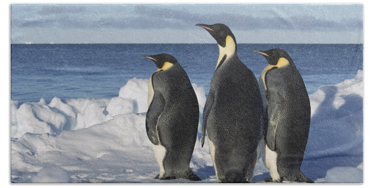 Mp Hand Towel featuring the photograph Emperor Penguin Aptenodytes Forsteri #2 by Konrad Wothe