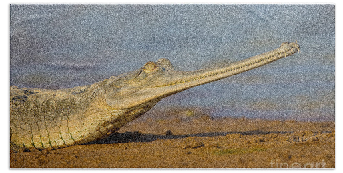 Gharial Hand Towel featuring the photograph Gharial In India #2 by B. G. Thomson