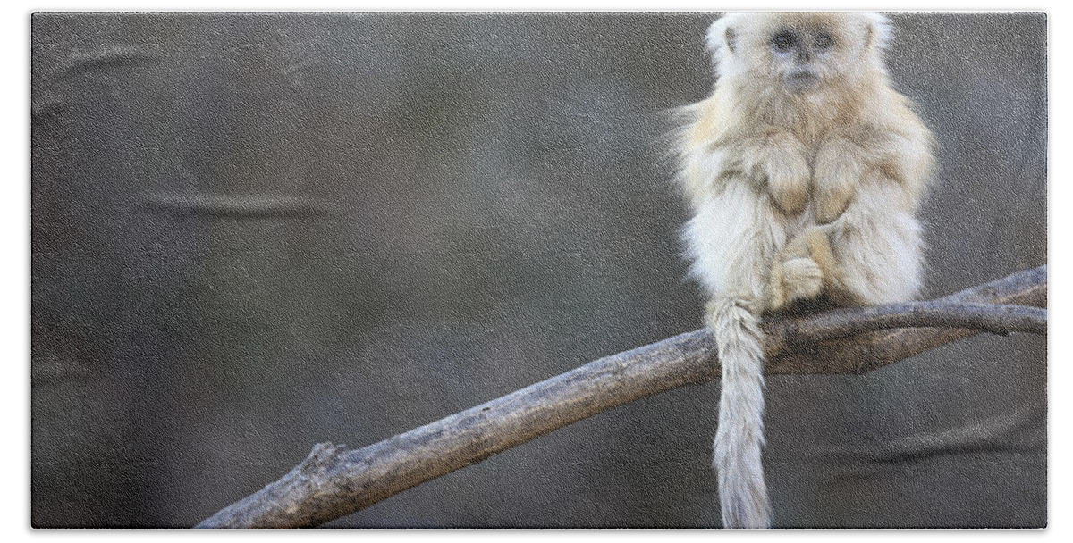 #faatoppicks Bath Towel featuring the photograph Golden Snub-nosed Monkey by Cyril Ruoso
