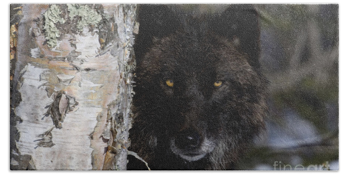 Gray Wolf Hand Towel featuring the photograph Gray Wolf by Jean-Louis Klein and Marie-Luce Hubert