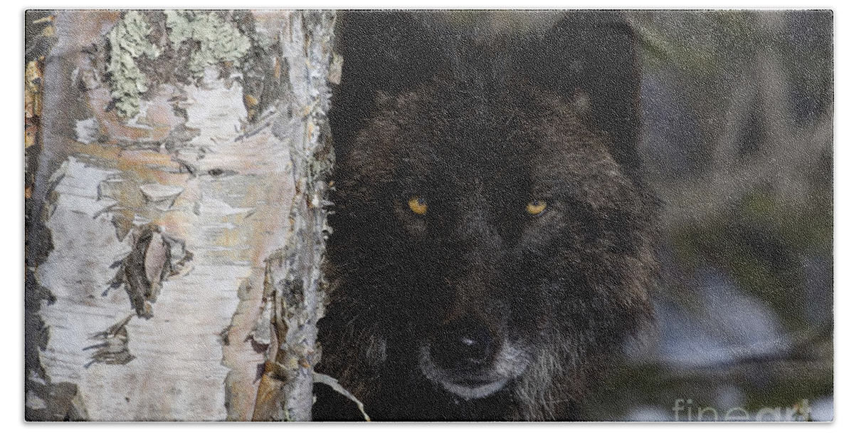 Gray Wolf Bath Towel featuring the photograph Gray Wolf by Jean-Louis Klein and Marie-Luce Hubert