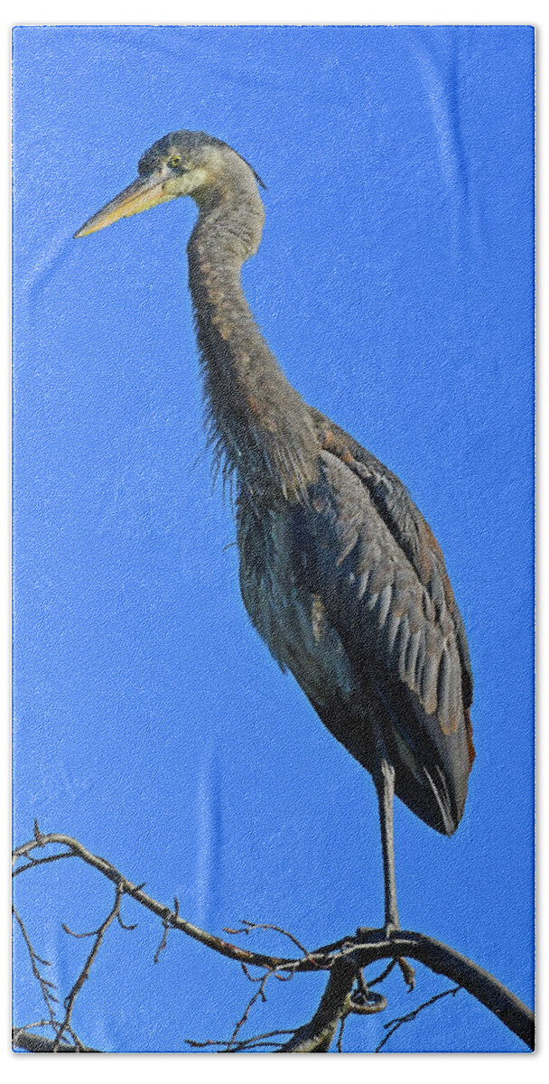 Great Blue Heron Hand Towel featuring the photograph Great Blue Heron #2 by Ken Stampfer
