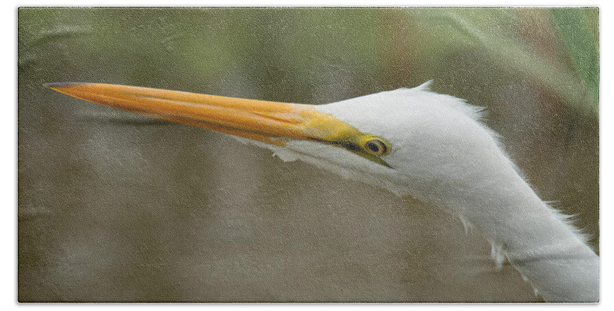 Great Egret Hand Towel featuring the photograph Great Egret #2 by Frank Madia