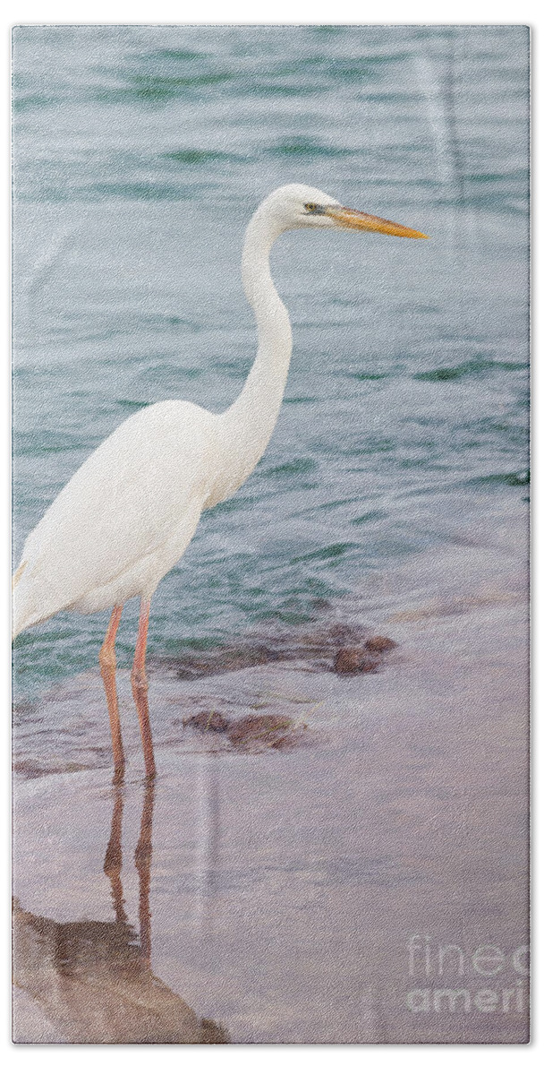 Great White Heron Hand Towel featuring the photograph Great white heron 1 by Elena Elisseeva
