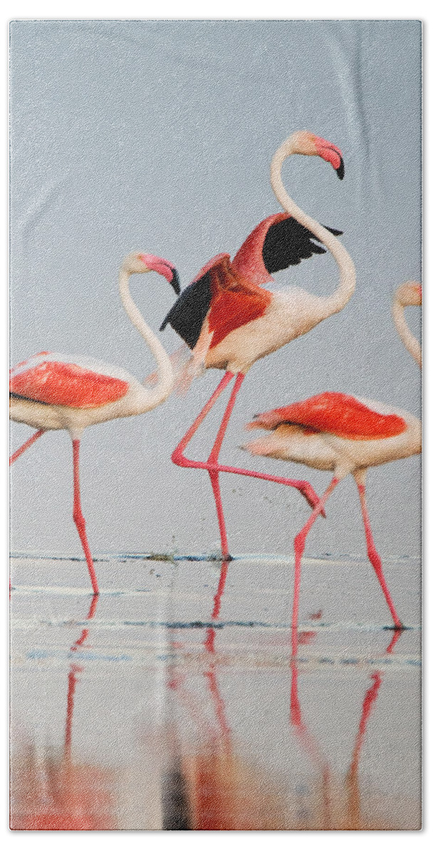 Photography Hand Towel featuring the photograph Greater Flamingos Phoenicopterus Roseus #2 by Panoramic Images