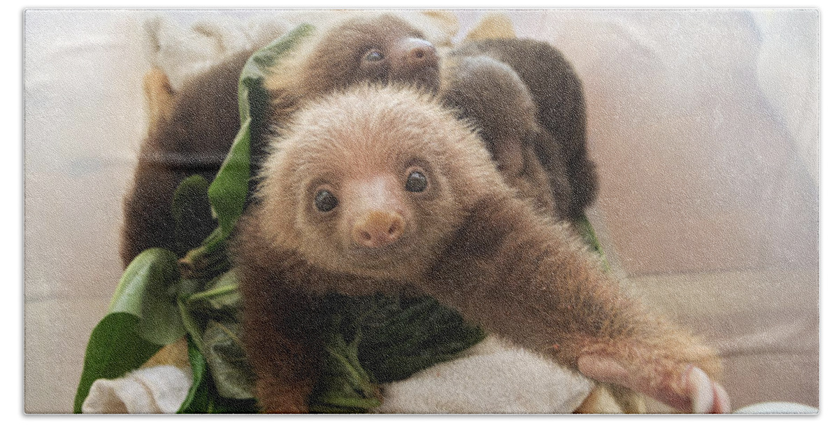 Mp Bath Towel featuring the photograph Hoffmanns Two-toed Sloth Choloepus by Suzi Eszterhas