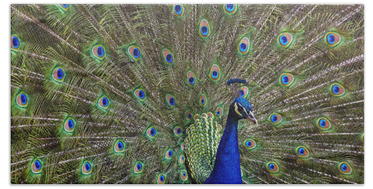 00176459 Bath Towel featuring the photograph Indian Peafowl Male With Tail Fanned #2 by Tim Fitzharris