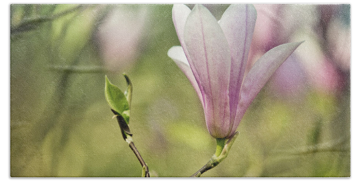 Magnolia Hand Towel featuring the photograph Magnolia #2 by Nailia Schwarz