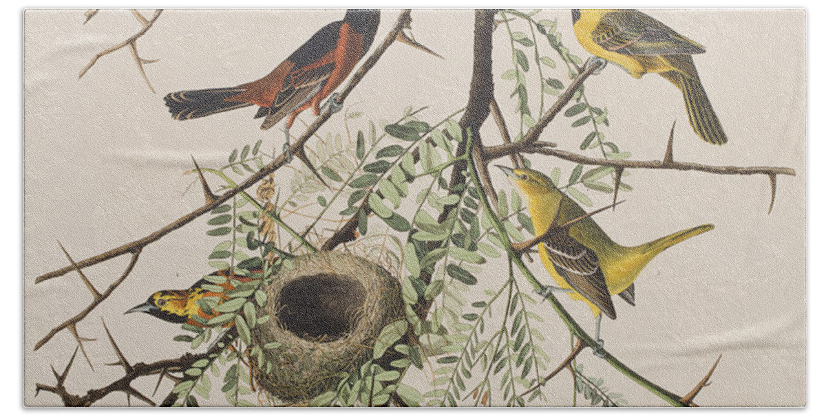 Oriole Hand Towel featuring the painting Orchard Oriole by John James Audubon