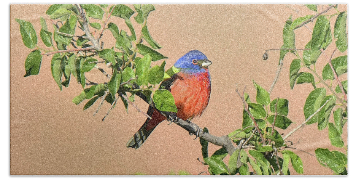 Bird Bath Towel featuring the photograph Painted Bunting #2 by Alan Lenk
