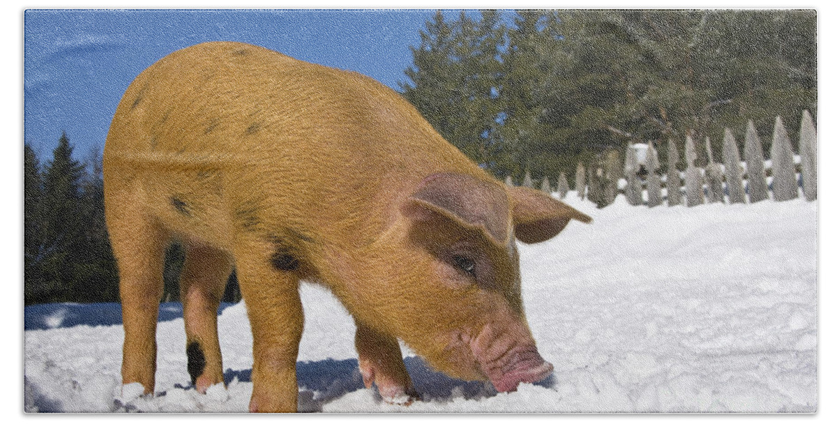 Piglet Bath Towel featuring the photograph Piglet Digging In Snow #2 by Jean-Louis Klein & Marie-Luce Hubert