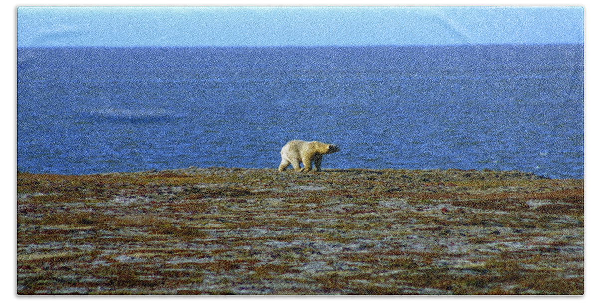 Polar Bear Bath Towel featuring the photograph Polar Bear #2 by Anthony Jones