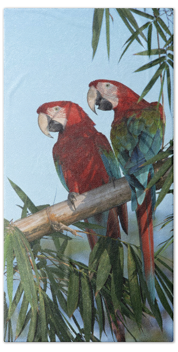 Mp Bath Towel featuring the photograph Red And Green Macaw Ara Chloroptera by Konrad Wothe