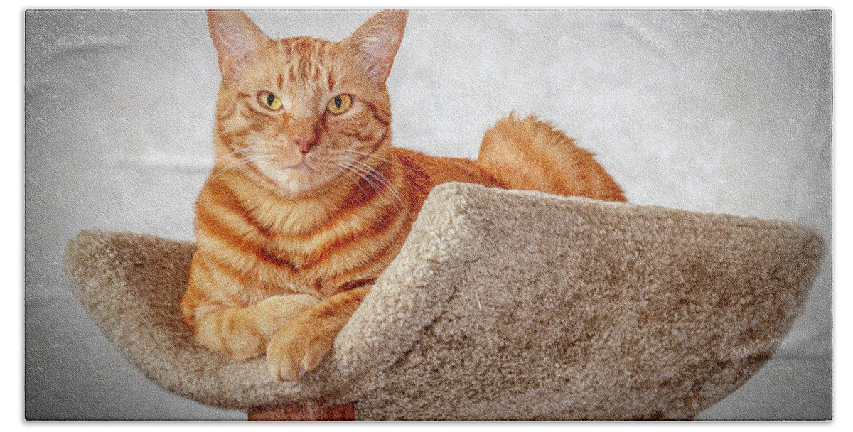 Fluffy Hand Towel featuring the photograph Red Cat #2 by Doug Long