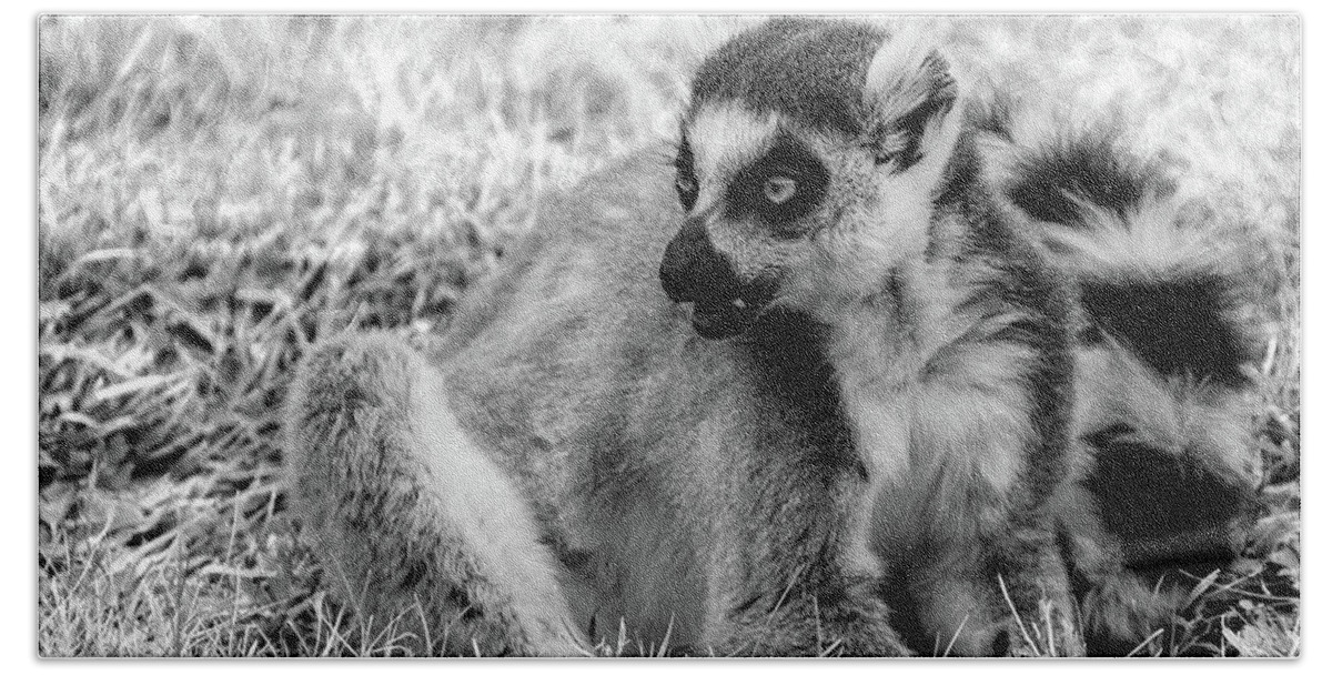 Ring Tailed Lemur Bath Towel featuring the photograph Ring tailed lemur #2 by Ed James