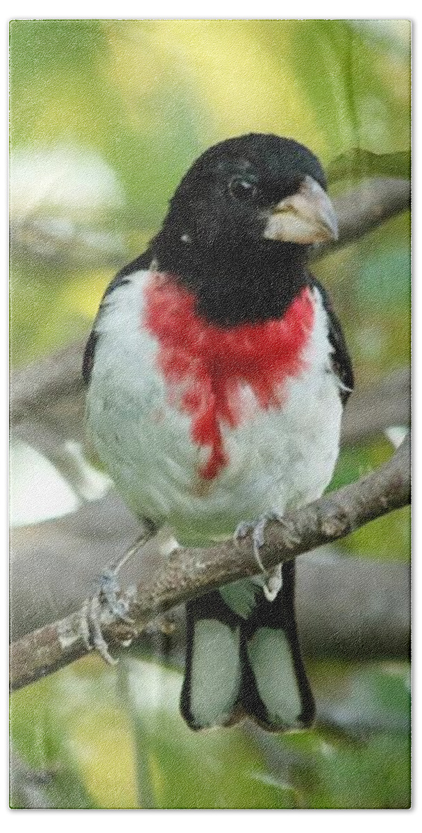 Mccombie Bath Towel featuring the photograph Rose-Breasted Grosbeak #4 by J McCombie