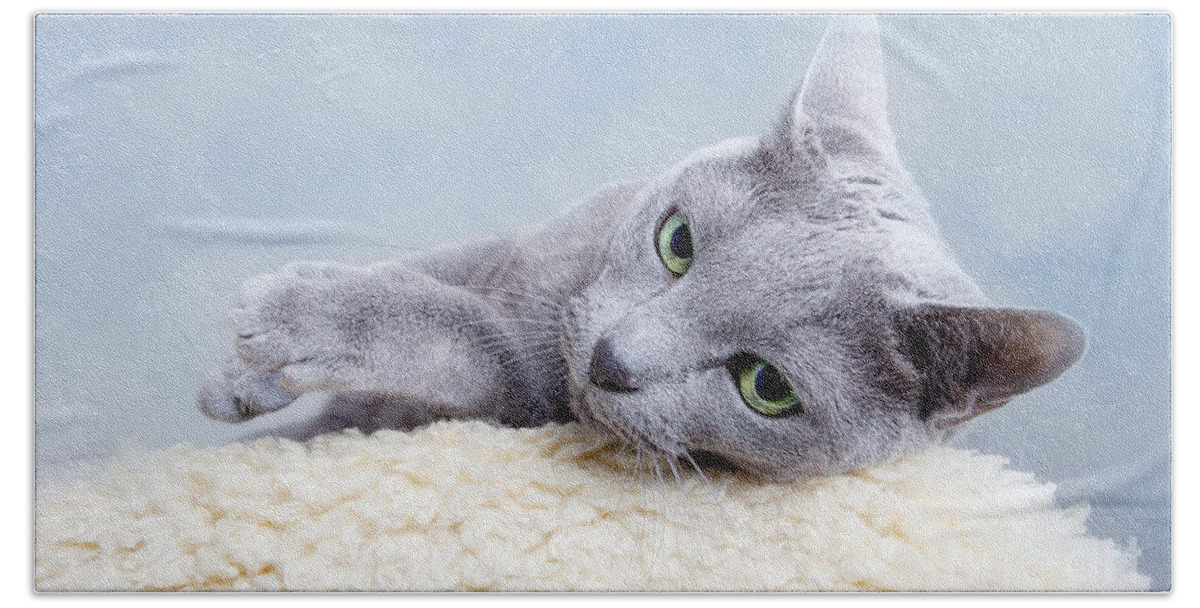 Russian Hand Towel featuring the photograph Russian Blue Cat by Nailia Schwarz