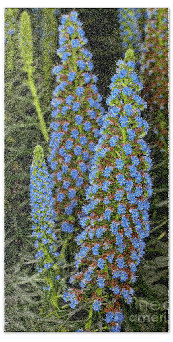 Echium Candicans Bath Towel featuring the photograph Select Blue Pride-of-Madeira #2 by Anthony Totah