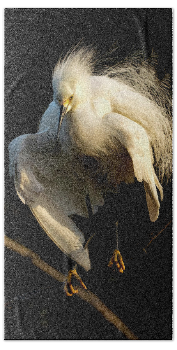 Snowy Egret Hand Towel featuring the photograph Snowy Beauty #2 by Judi Dressler