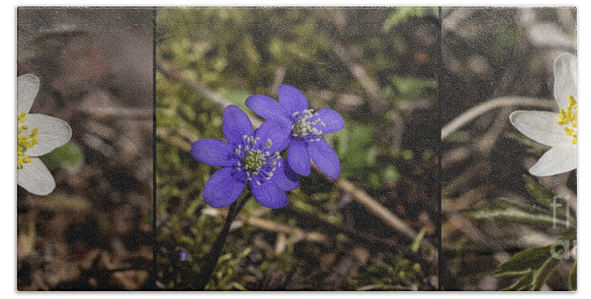 Anemone Hepatica Hand Towel featuring the photograph Spring Flowers #3 by Veikko Suikkanen