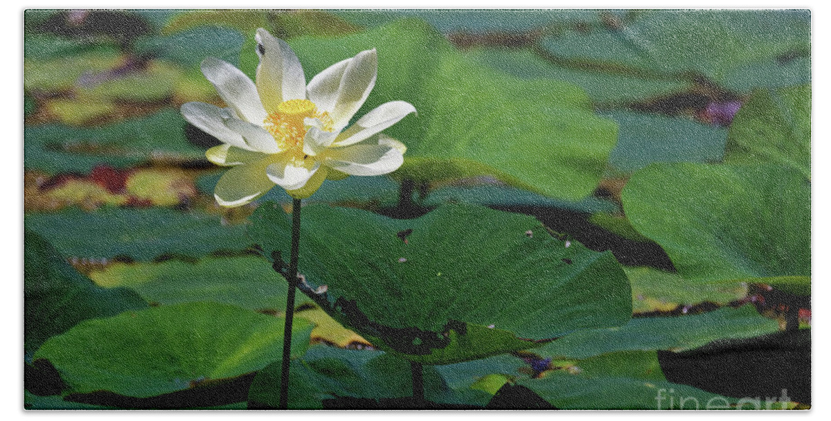 Lotus Hand Towel featuring the photograph The Lotus Pond #2 by Paul Mashburn