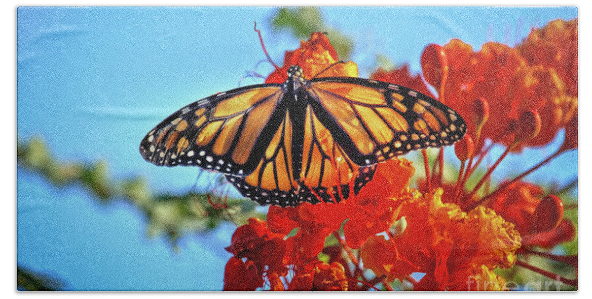 Orange Hand Towel featuring the photograph The Resting Monarch by Robert Bales