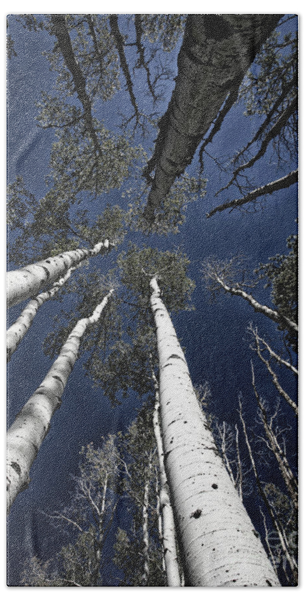 Skyward Bath Towel featuring the photograph Towering Aspens #2 by Timothy Johnson
