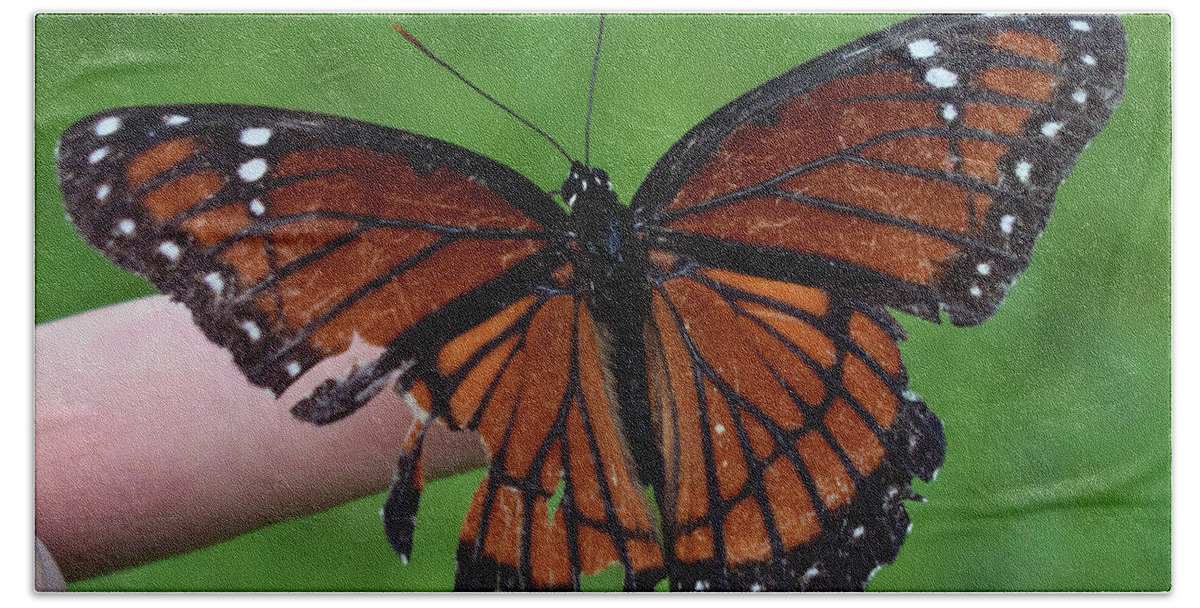 Photograph Bath Towel featuring the photograph Viceroy Butterfly #2 by Larah McElroy