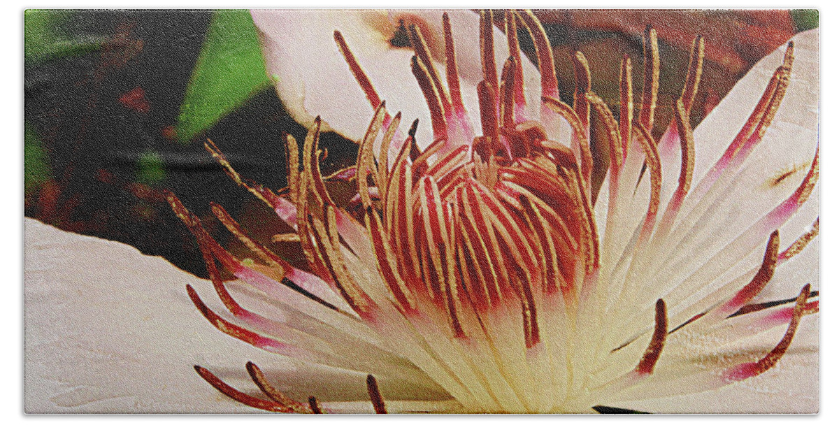 Flower Bath Towel featuring the photograph White Clematis Henryi #2 by Margie Wildblood