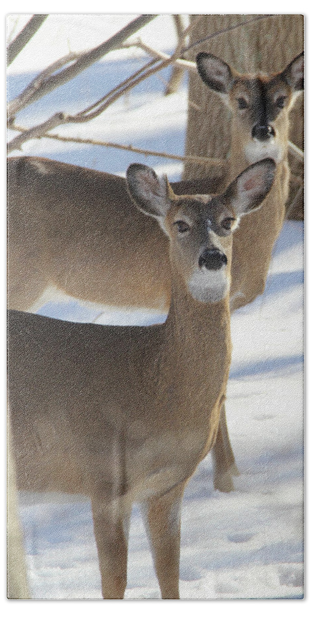 White Tail Deer Hand Towel featuring the photograph White Tailed Deer Smithtown New York #2 by Bob Savage