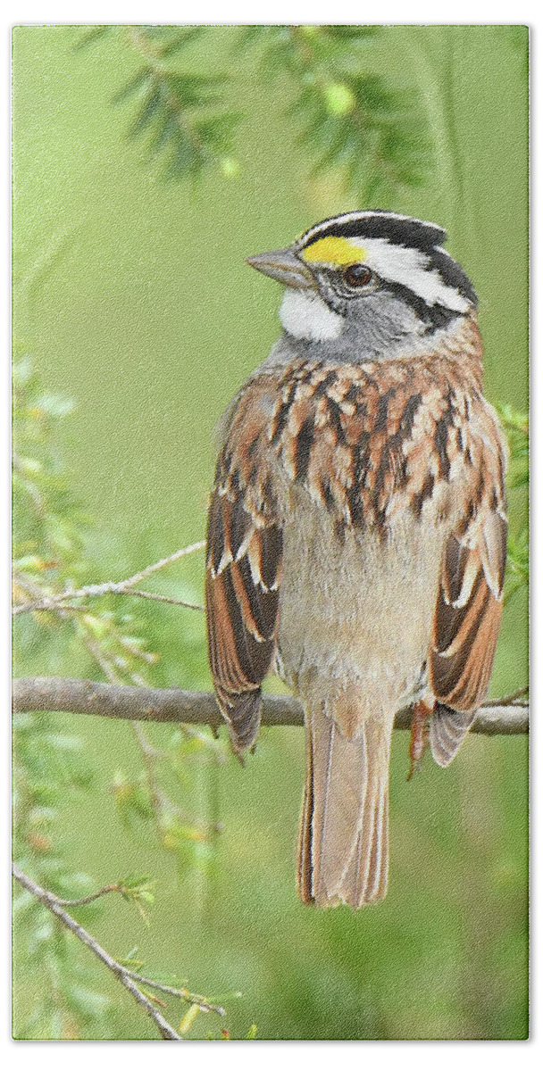 Bird Bath Towel featuring the photograph White-throated Sparrow #2 by Alan Lenk