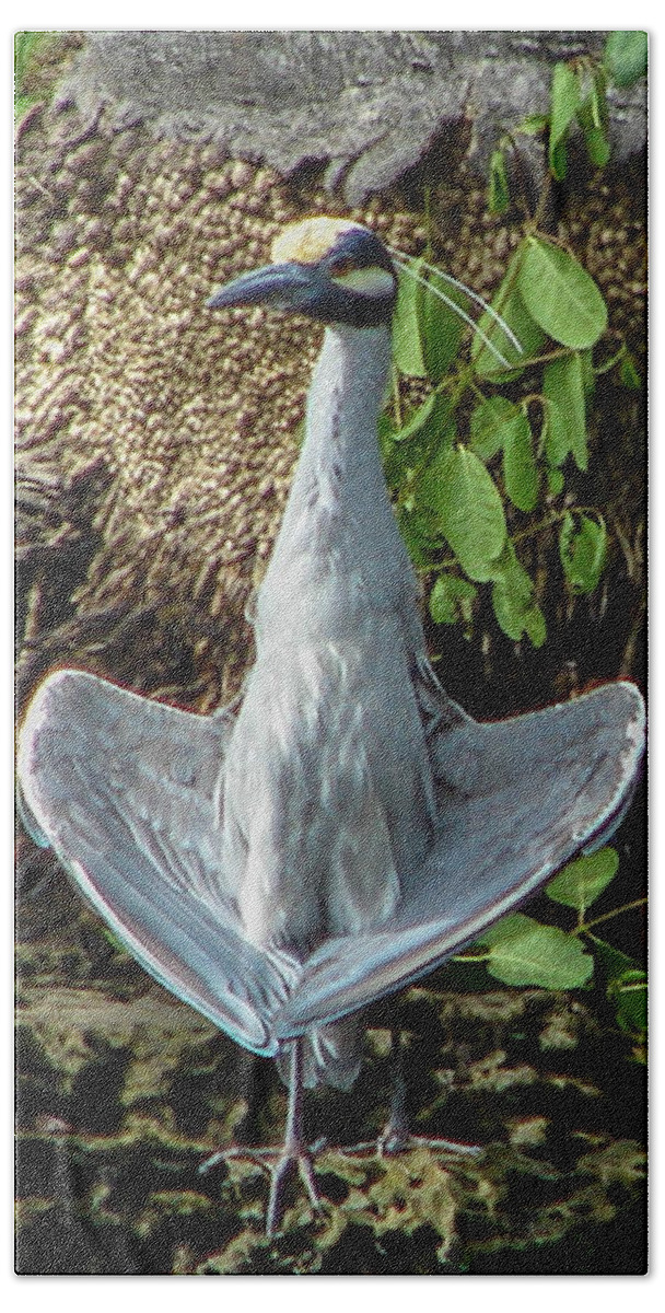 Bird Bath Towel featuring the photograph Yellow-crowned Night Heron by Carl Moore