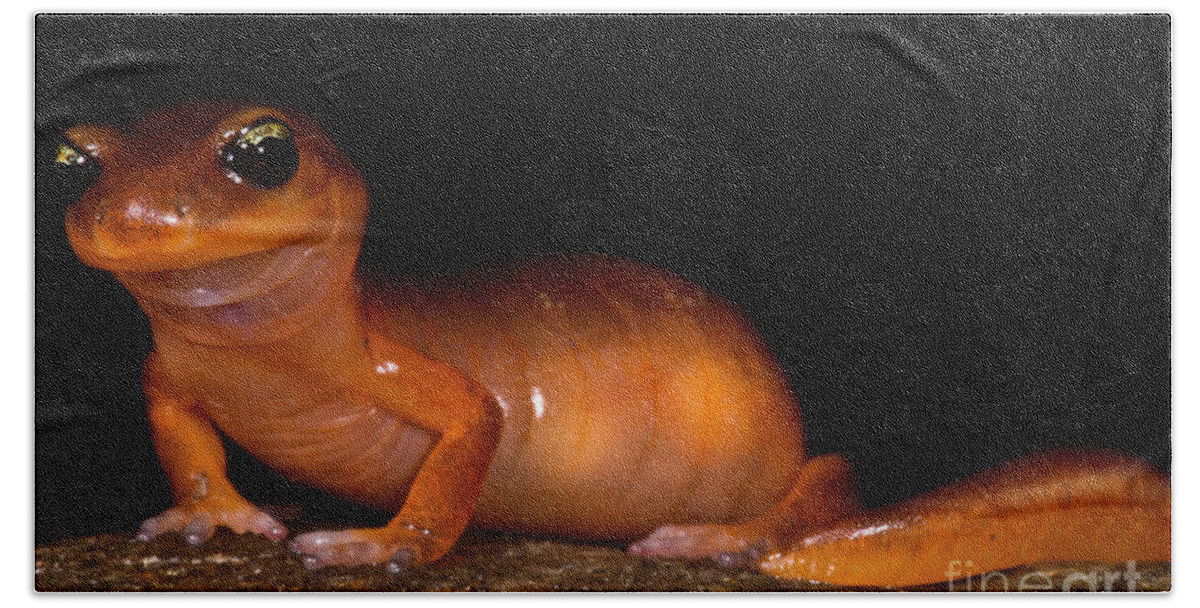 Animal Hand Towel featuring the photograph Yellow-eye Ensatina Salamander #2 by Dant Fenolio