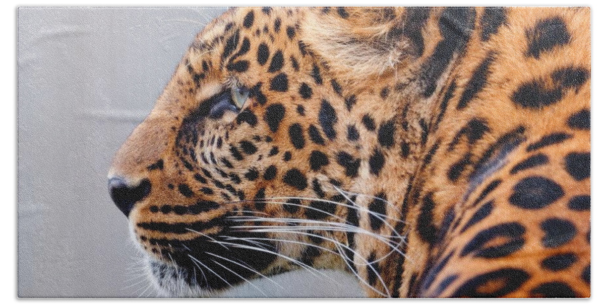 Leopard Bath Towel featuring the photograph Leopard #20 by Jackie Russo