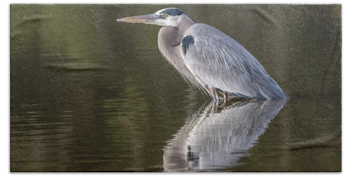 Great Hand Towel featuring the photograph Great Blue Heron 0948-010317-1cr by Tam Ryan