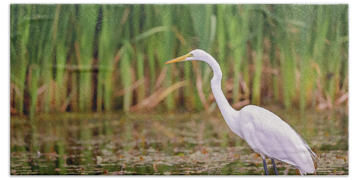 Animal Bath Towel featuring the photograph White, Great Egret #21 by Peter Lakomy