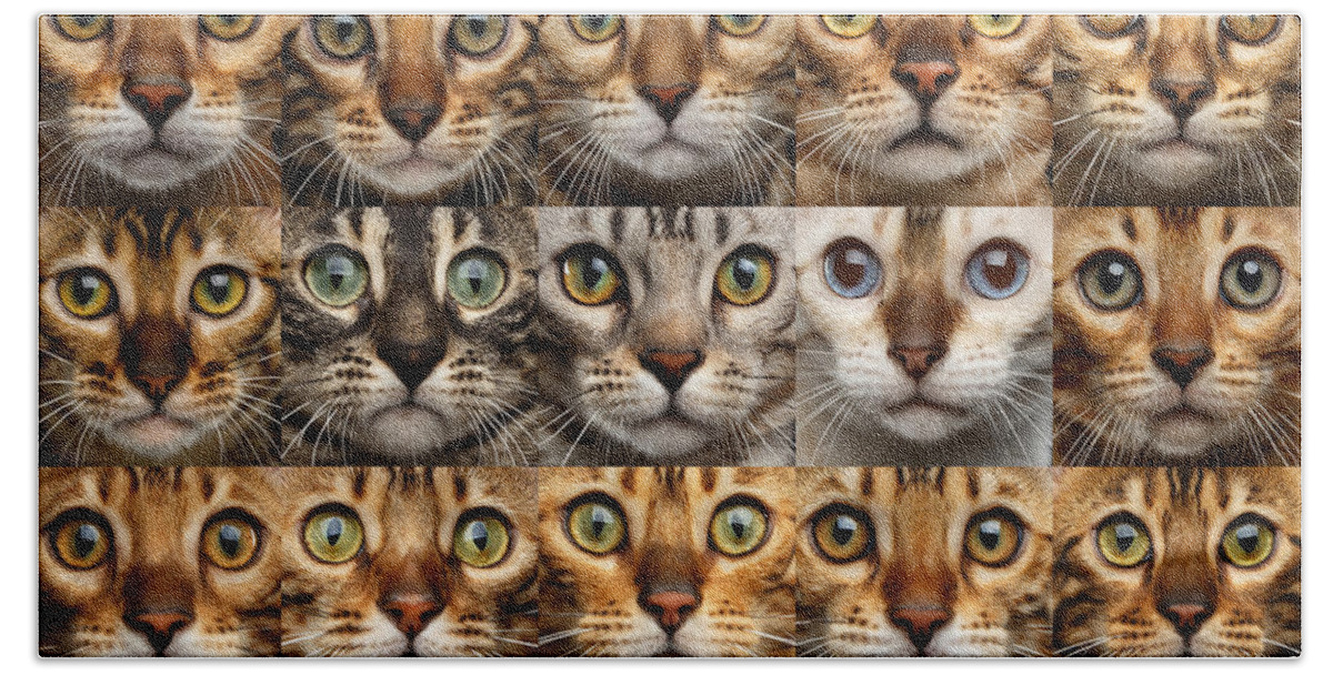 25 Hand Towel featuring the photograph 25 Different Bengal Cat faces by Sergey Taran