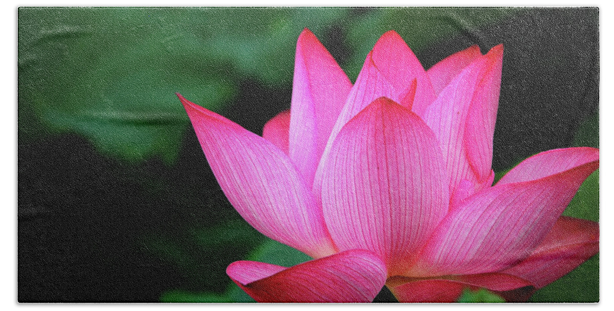 Lotus Hand Towel featuring the photograph Blossoming lotus flower closeup #28 by Carl Ning