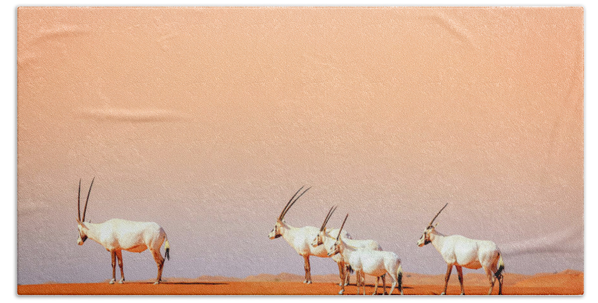 Arabian Hand Towel featuring the photograph Arabian Oryx #3 by Alexey Stiop