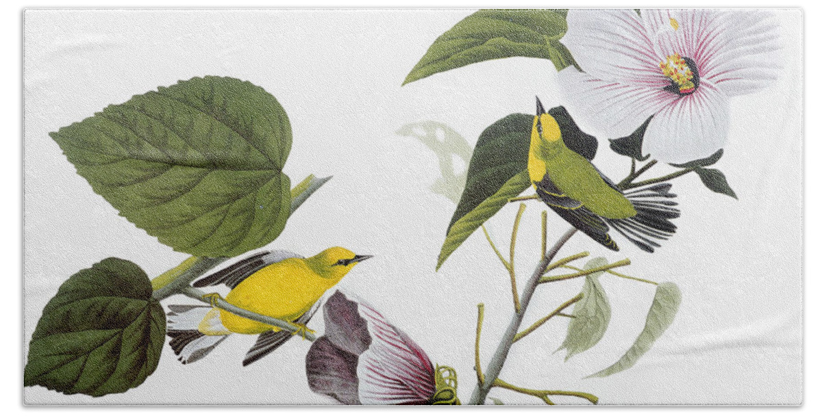 1827 Hand Towel featuring the drawing Blue-winged Yellow Warbler #5 by John James Audubon