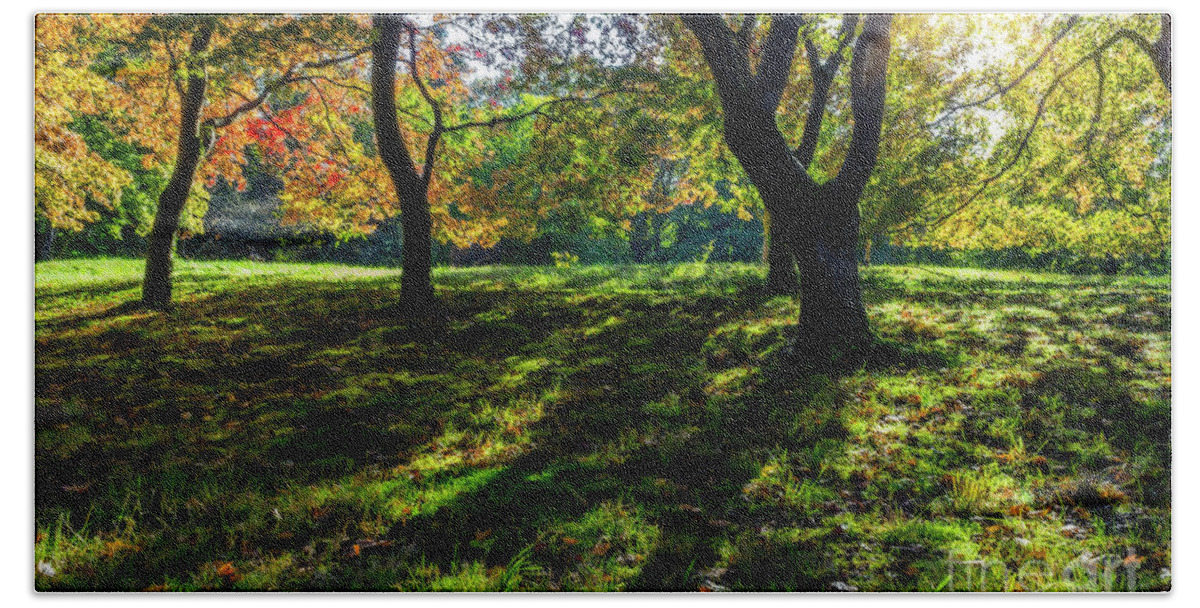 Autumn Hand Towel featuring the photograph Autumn Sunlight #3 by Ian Mitchell