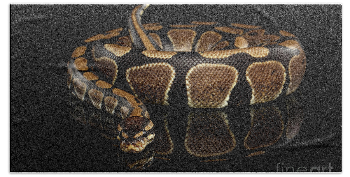 Snake Hand Towel featuring the photograph Ball or Royal python Snake on Isolated black background #3 by Sergey Taran