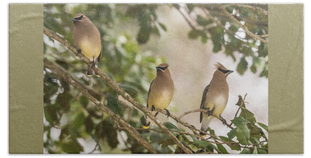 Terry D Photography Hand Towel featuring the photograph 3 Cedar Waxwings by Terry DeLuco