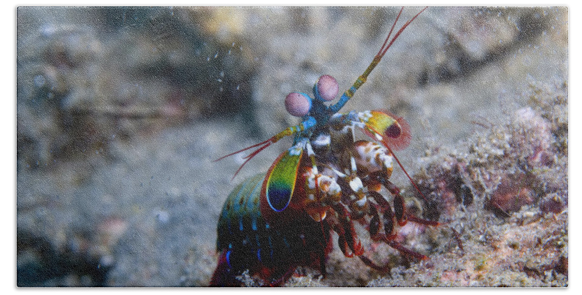 Invertebrate Hand Towel featuring the photograph Close-up View Of A Mantis Shrimp, Papua #3 by Steve Jones