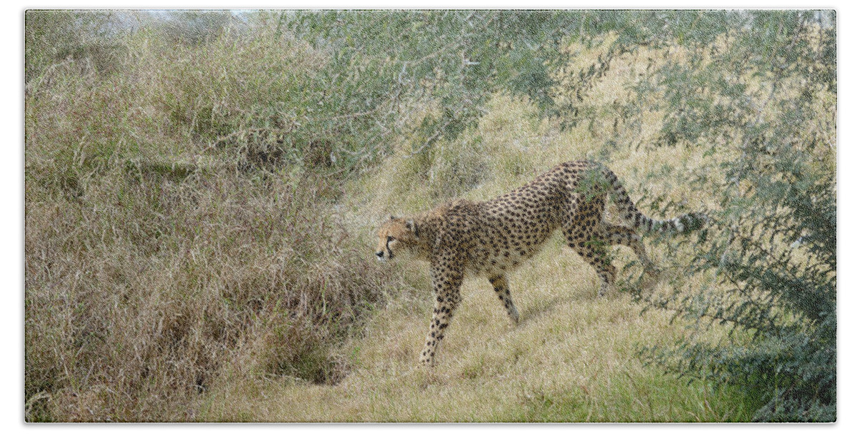 Cheetah Hand Towel featuring the photograph Descent #4 by Fraida Gutovich