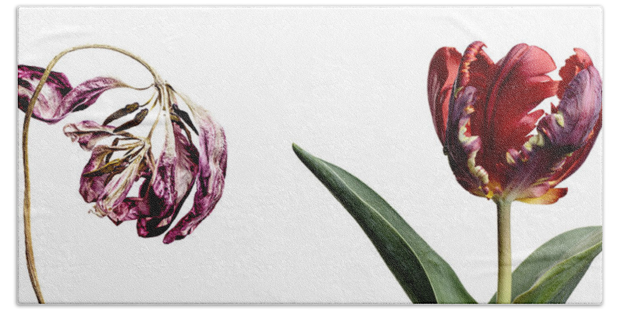 Tulip Flower Hand Towel featuring the photograph Fading Beauty #3 by Nailia Schwarz