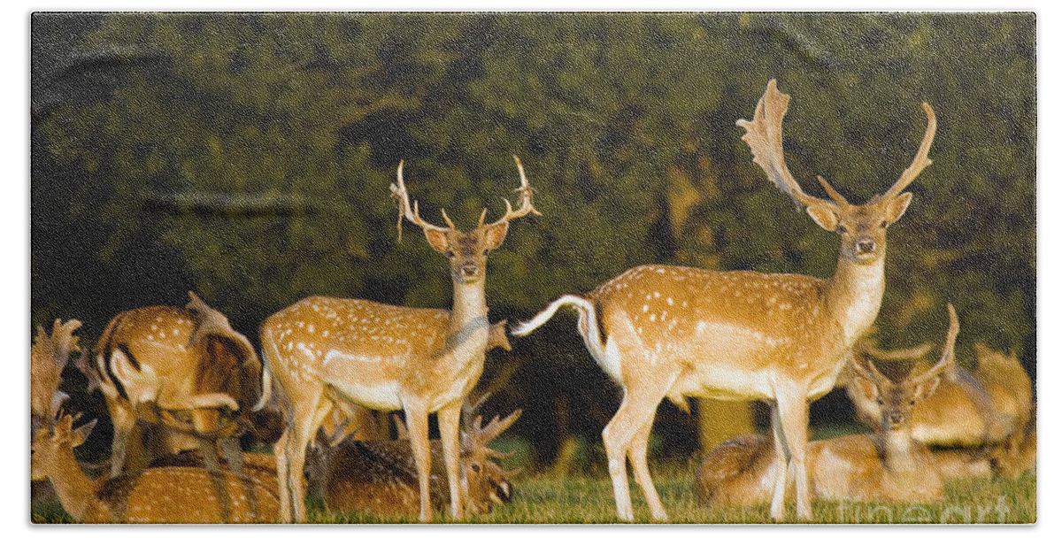 Fallow Deer Hand Towel featuring the photograph Fallow Deer #3 by Ang El